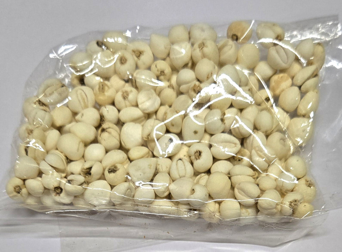 珍珠貝(個人裝) (+$40)